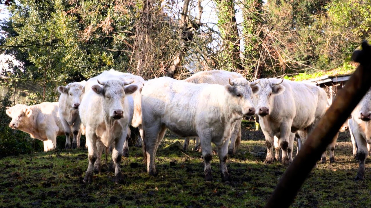 La FBB intervient pour sauver une soixantaine de bovins dans le Val-d’Oise !