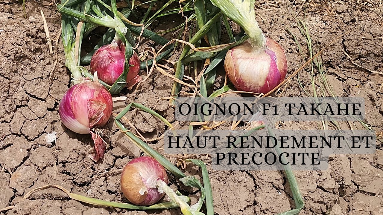 RESULTATS OIGNON F1 TAKAHE EN MAURITANIE