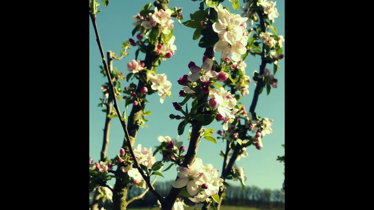 Floraison ( guitares, instruments à vent et synthétiseur)