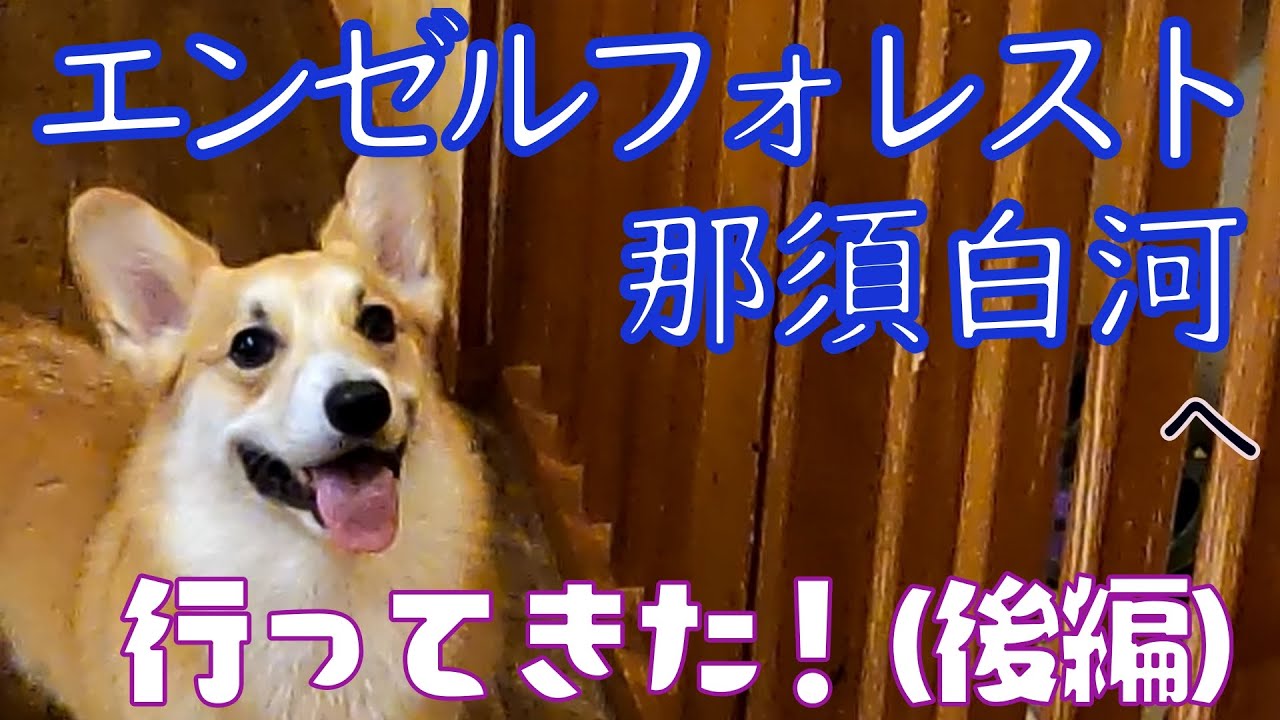 エンゼルフォレスト【レイクサイドドッグヴィラ　スイートグランデ】お部屋での過ごし方やお散歩、レストランでの食事の様子をコーギーと紹介