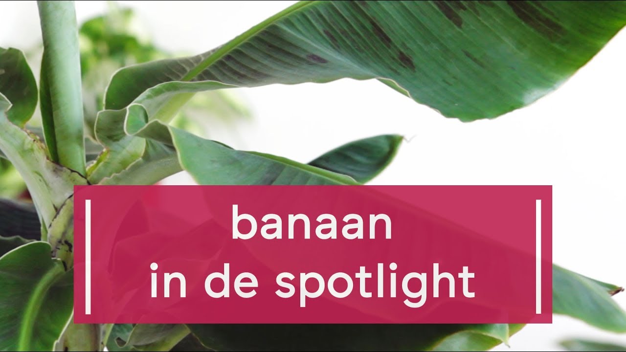 Zo verzorg je de bananenplant