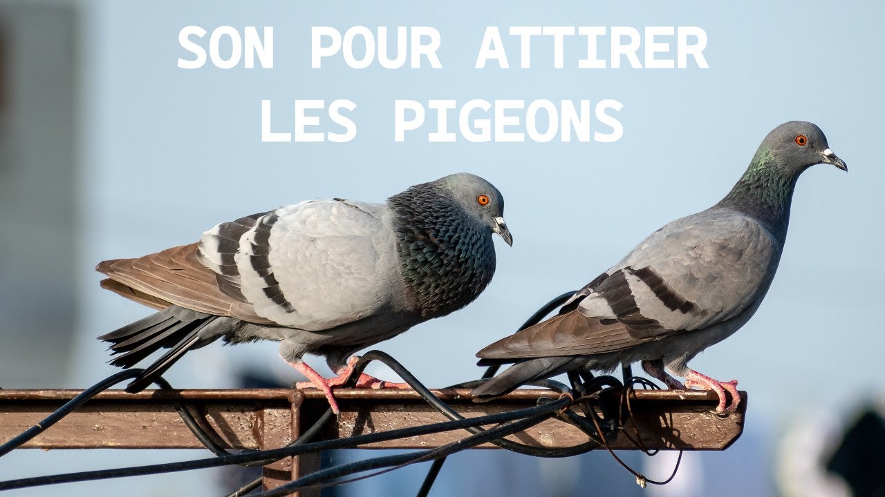 Bruits de Pigeon pour les Attirer | Sons Réalistes pour Observer les Pigeons !