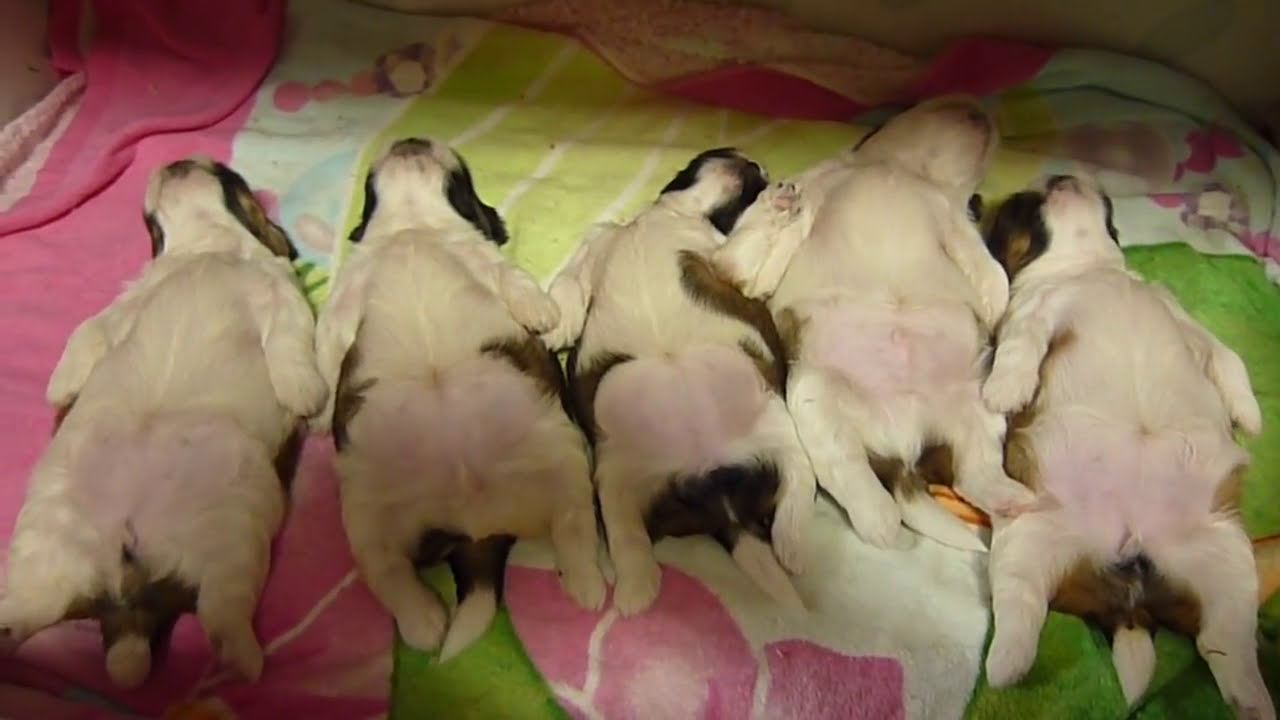 シーズー　赤ちゃん　　Shih Tzu　　baby　子育て　イクメン