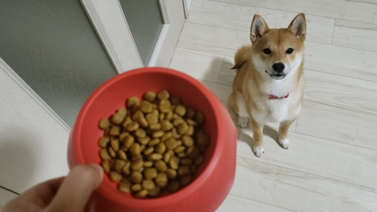 【豆柴ごま】ついにカリカリフードへ移行！ごまちゃんの反応は・・・  Change the rice