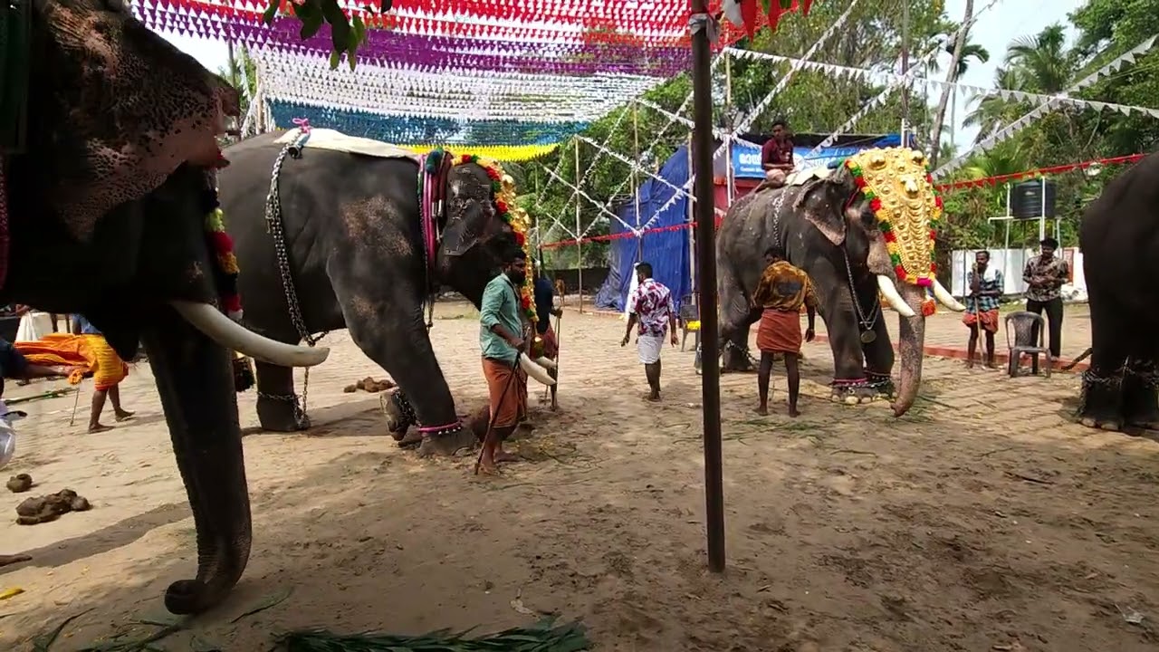 മീനാട് കേശു വേമ്പനാട് വാസുദേവൻ പല്ലാട്ടു ആന.......