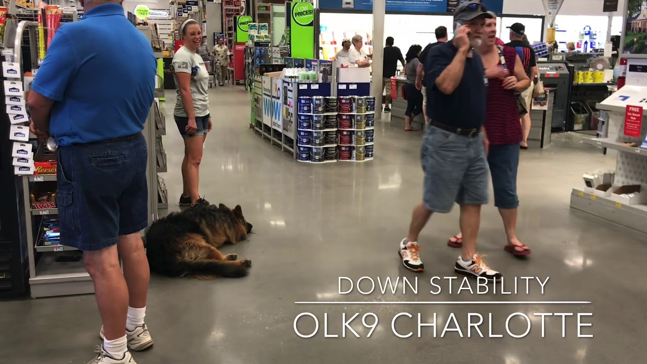 Gorgeous Long Hair German Shepherd board and train obedience! Charlotte German Shepherd training