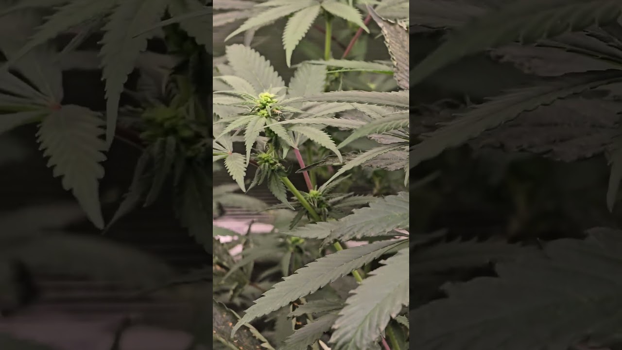 New Fem Breeding Project #zpstrains