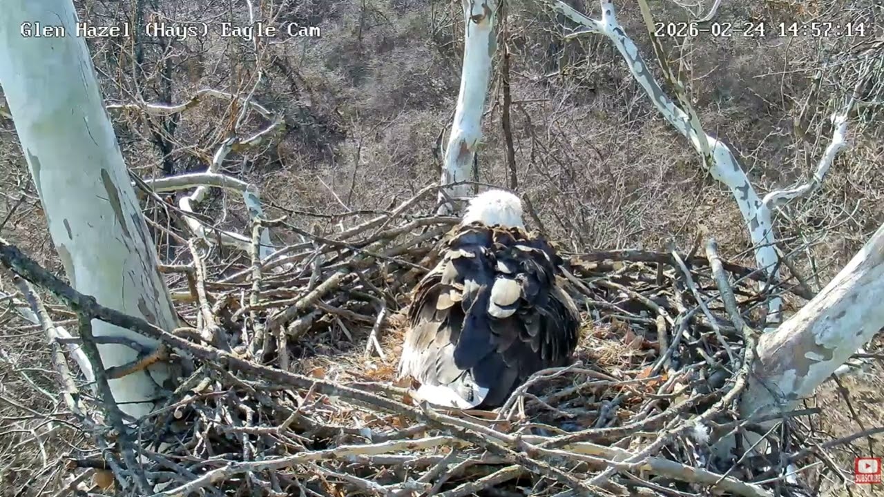 Glen Hazel (Hays) Eagles-STUDY: Mom lays Egg 1! Start of labor with Vent clearing. 02-24-2026
