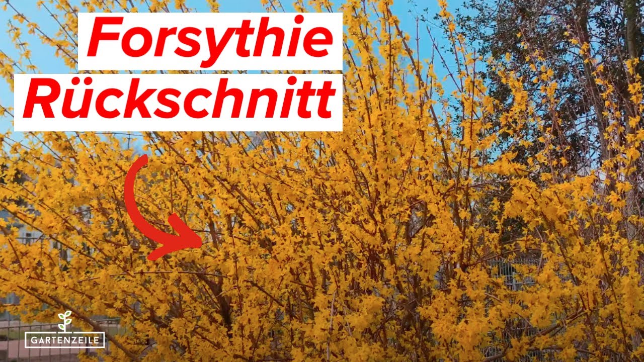 Forsythie zur&uuml;ckschneiden - Darauf solltest du achten!