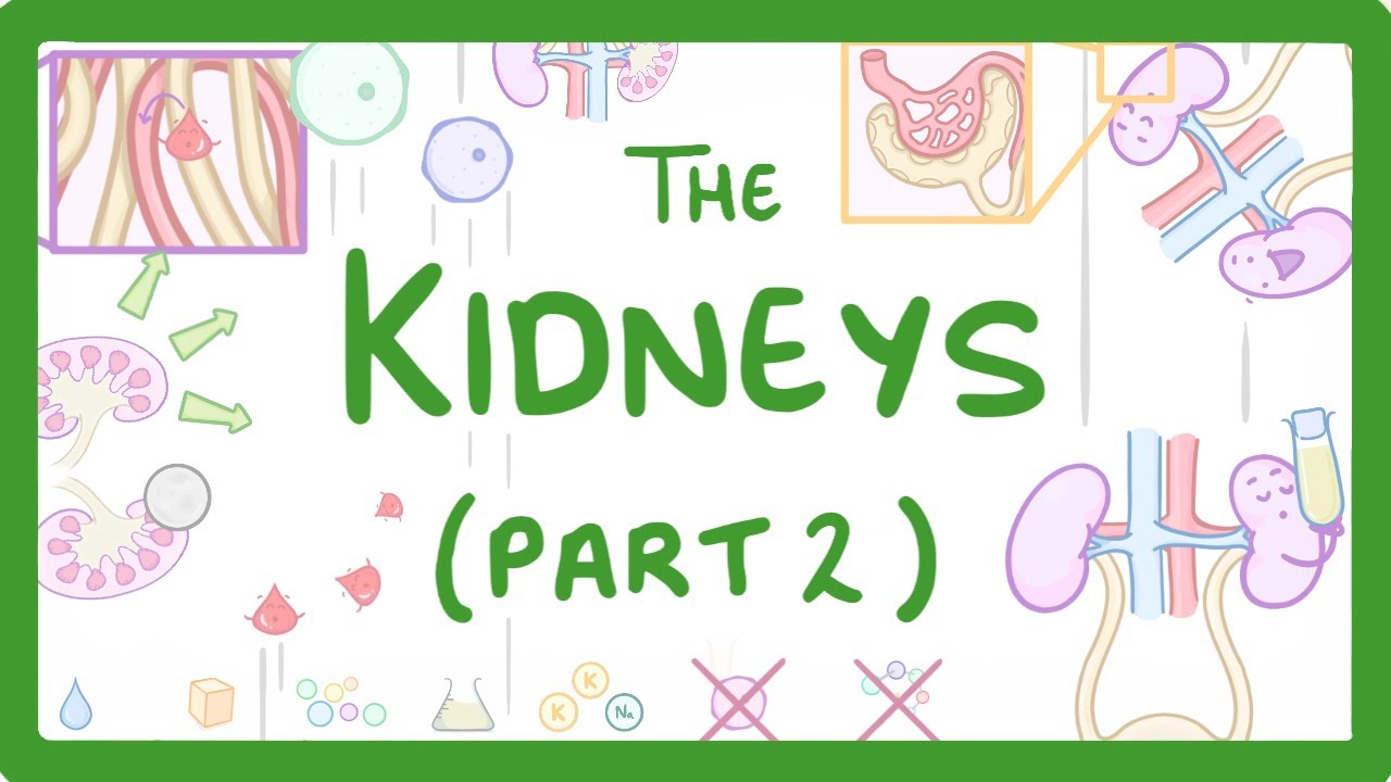 GCSE Biology - Structure of the Kidneys - (Kidneys Part 2/3)