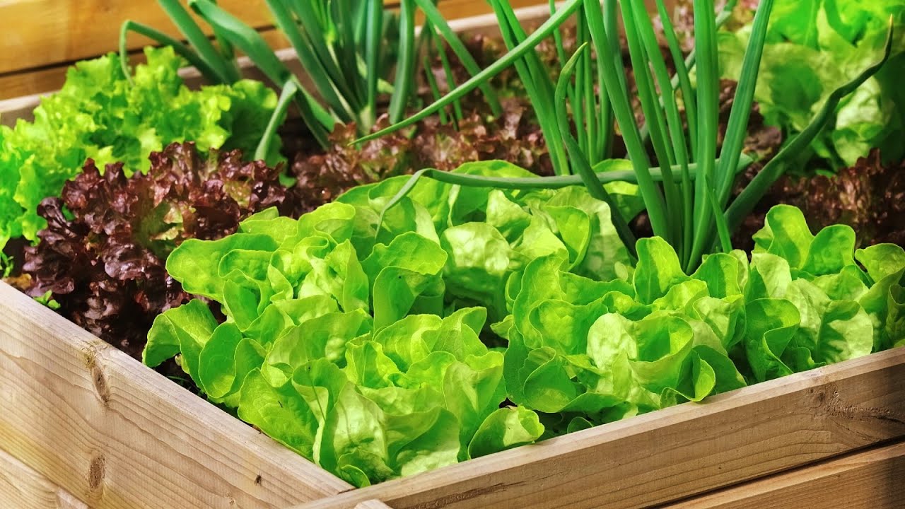 👉 ( HORTA ) PLANTE UMA VEZ E COLHA PARA SEMPRE!! 🌿🌿🏡