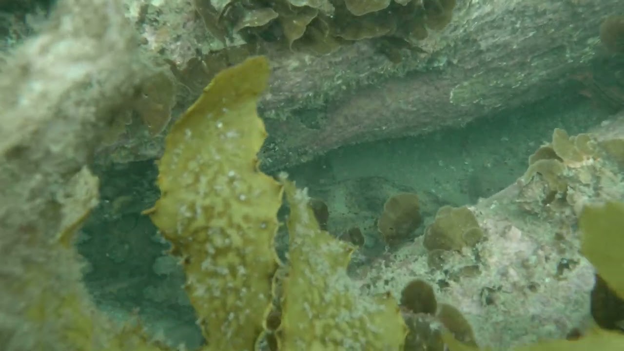 Shark at Shelly! The Massive Wobbegong
