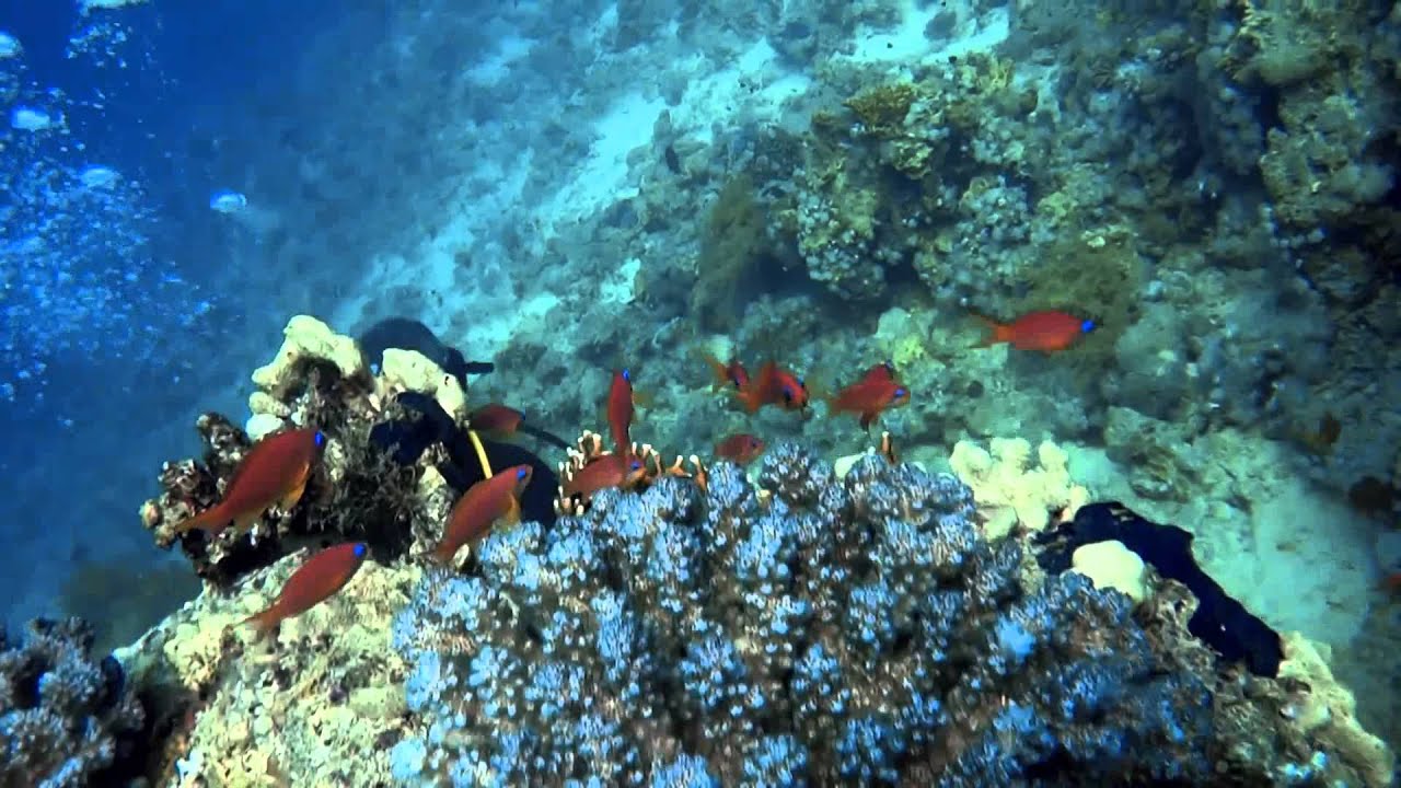 RAS UMM SID (SHARM)