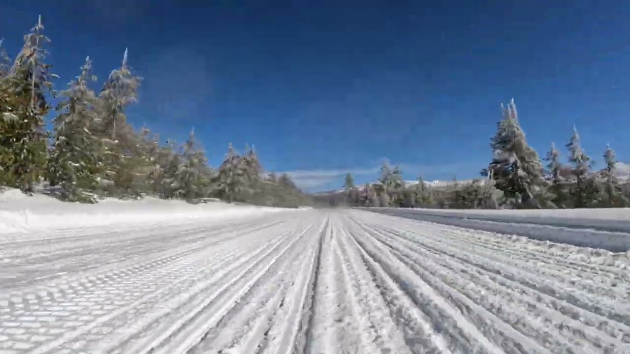 Lonesome Bison   HD 1080p