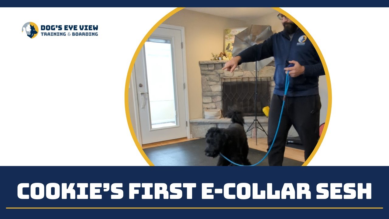 Cookie's first E-Collar Session