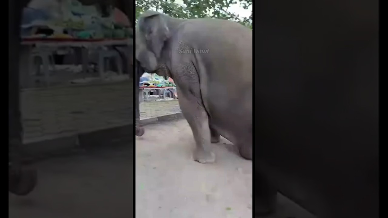 cara gajah siti medanzoo duduk agar bapak bisa naik ke badannya😱 #shorts