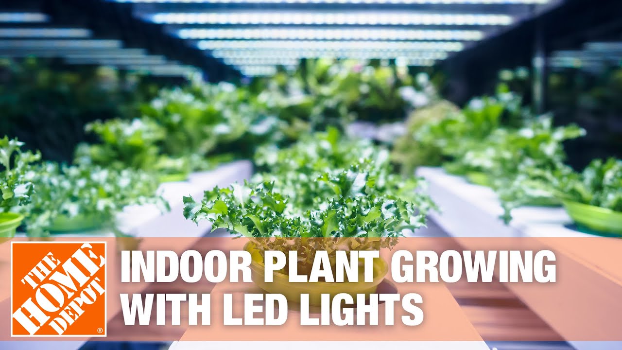 Indoor Plant Growing with LED Lights | The Home Depot