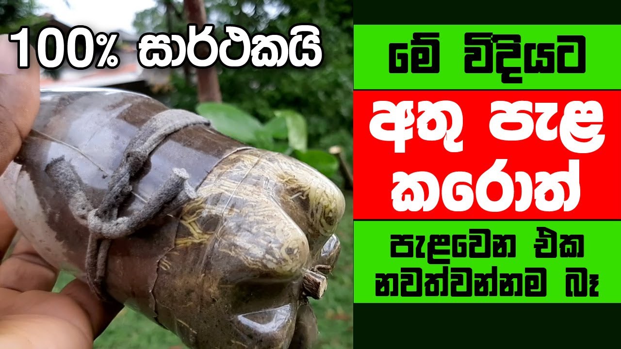 how to air layer lemon tree ලෙමන් අතු පැළ කිරීම ! Athu pala kirima ගෙවතු වගාව
