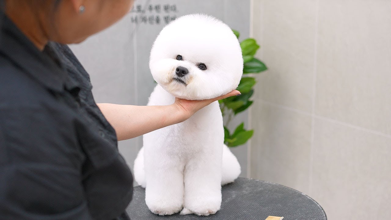 Уход за шерстью перед выставкой собак!  Этот бишон занял первое место! 🛁✂️