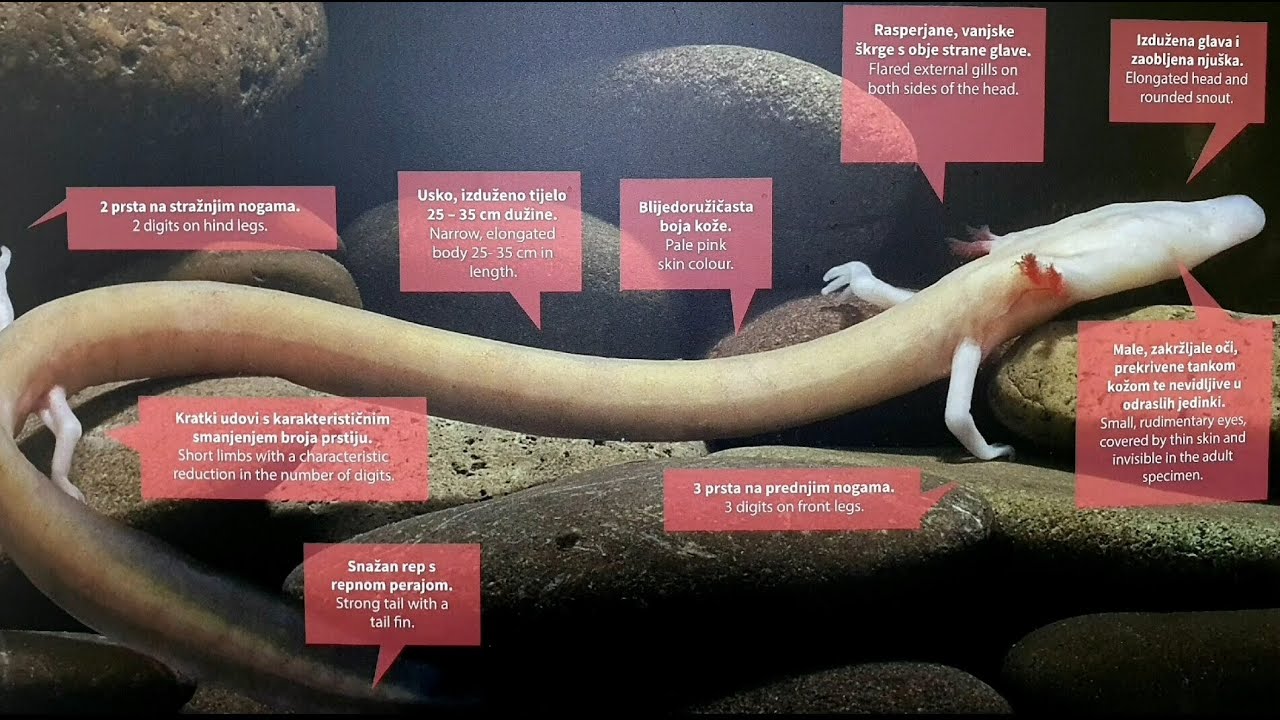 Edukativna priča: Čovječja ribica