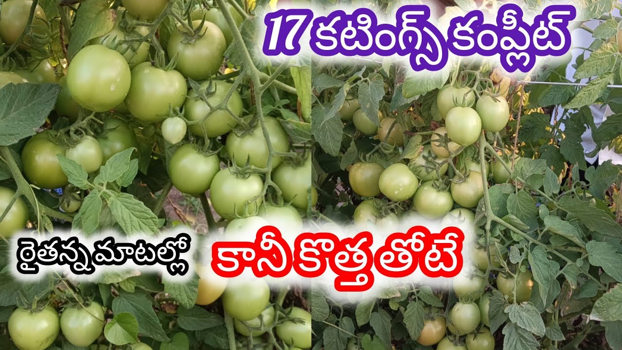 26-01-2026 17 కటింగ్  తోట  #tomato #newTomatocrop #tomatoprice #tomata #tomatoratetoday 