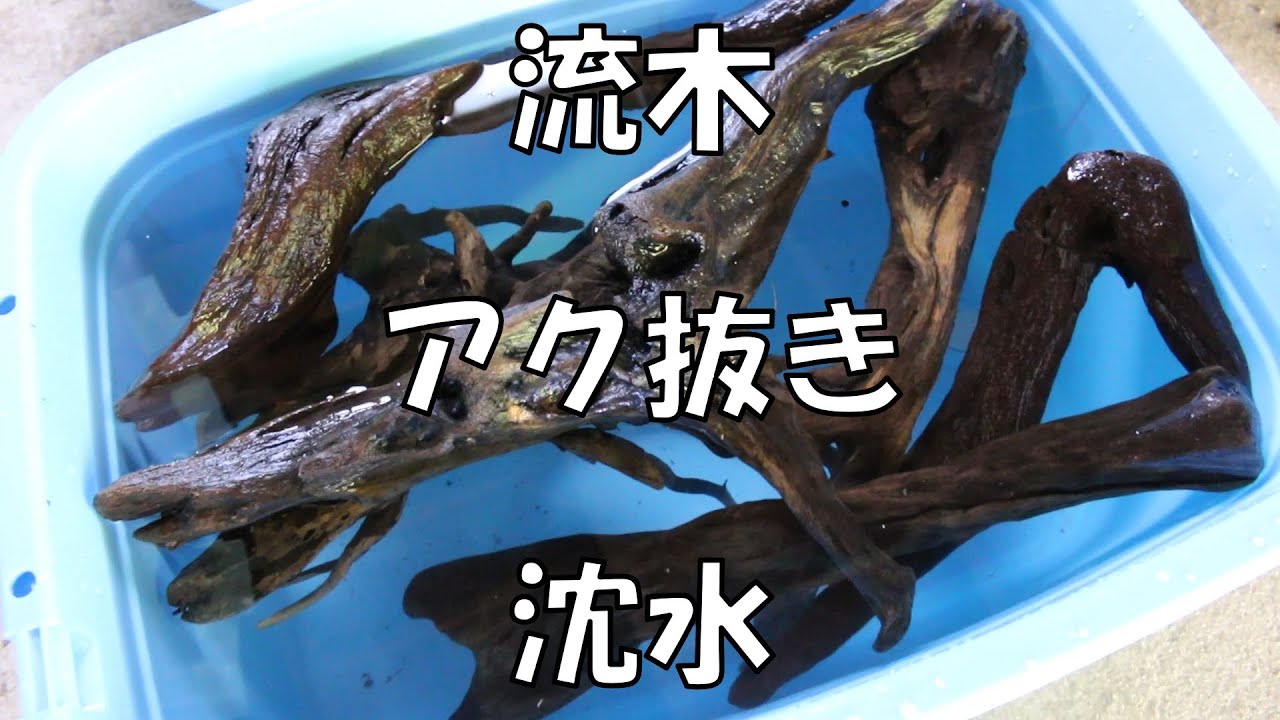 採取した流木のアク抜きと沈水作業  海岸流木 / アクアリウム  テラリウム