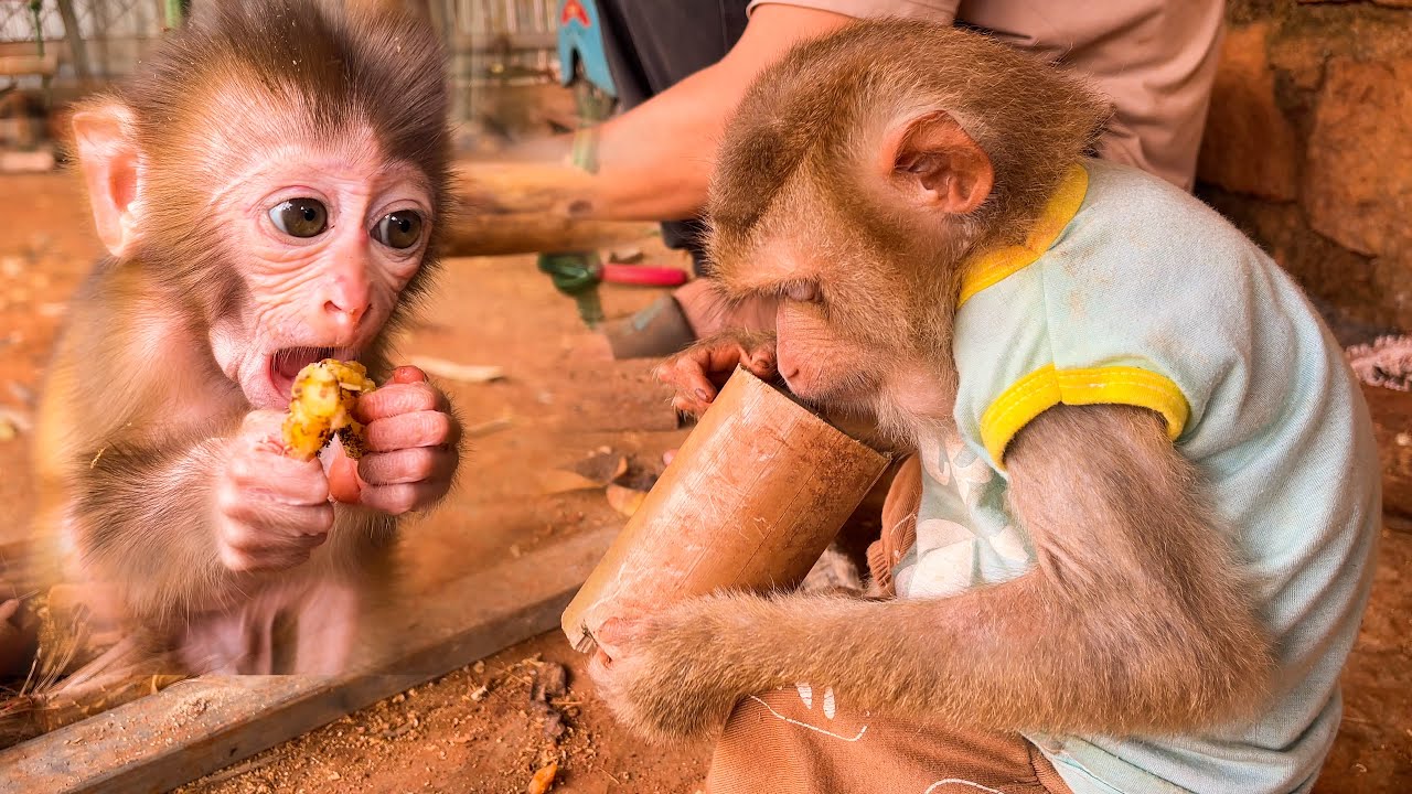 🛠️ Tis Spent the Whole Day with Dad Building the House – Not Much Help, But Lots of Love 🐒❤️