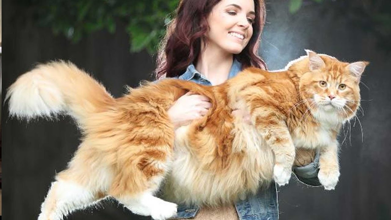 Las 10 Razas De Gatos Más Grandes Del Mundo