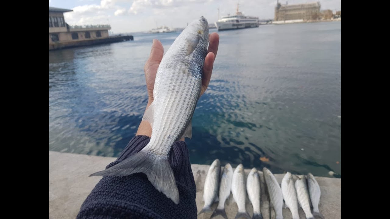 Kefal Avı Nasıl Ve Nerde Tutulur ? Kıbrıs Olta Takımı Nedir 2018 balık avı