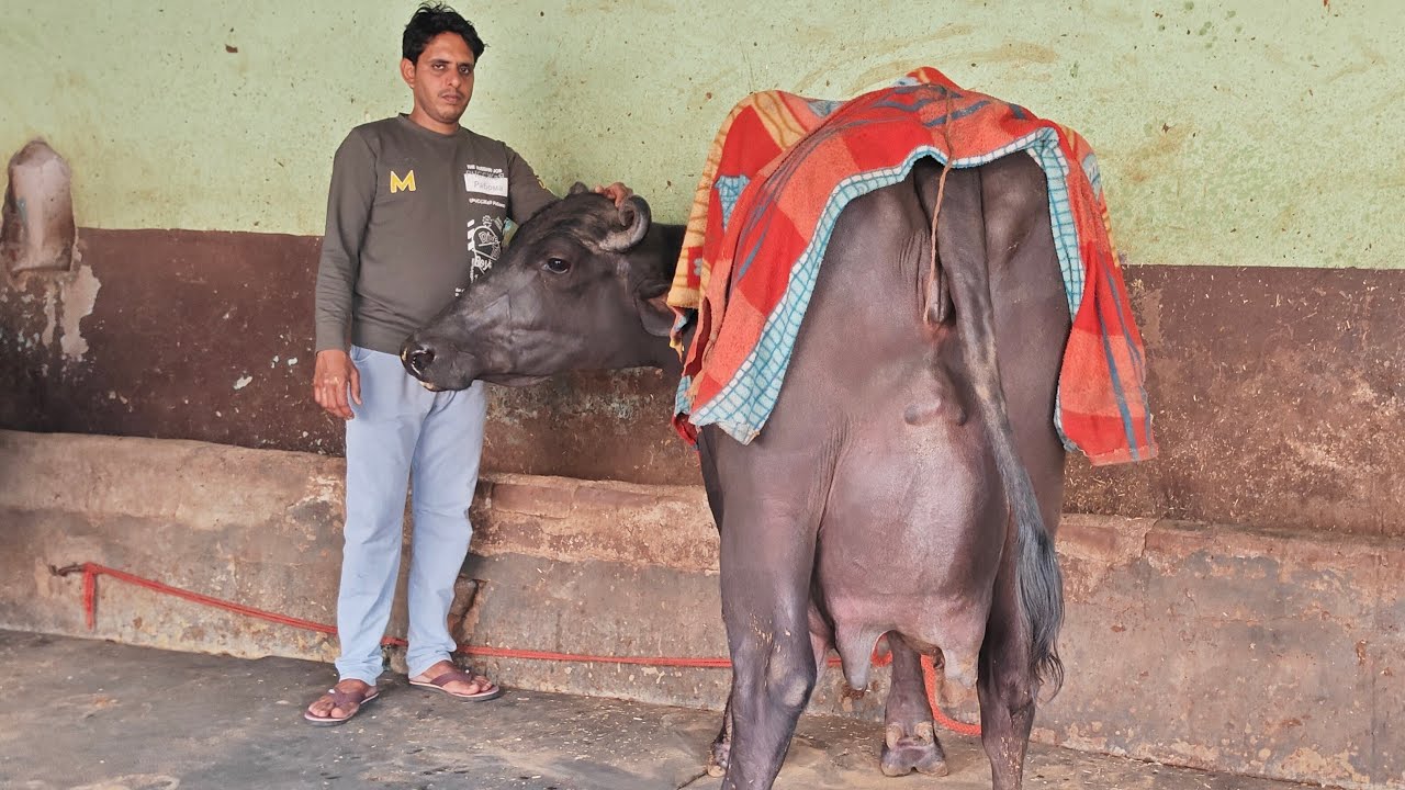 yadav dairy farm is live क्या चल रहा है पशुपालन की लाइन में