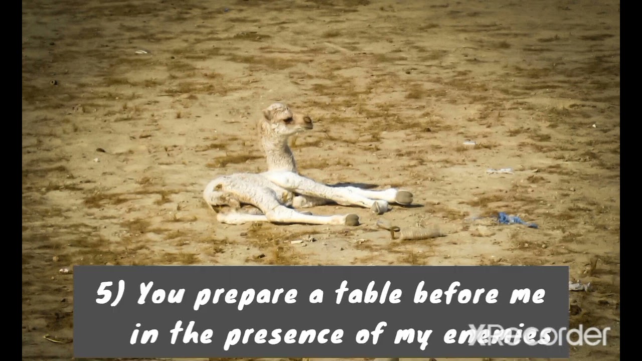 Psalm 23
