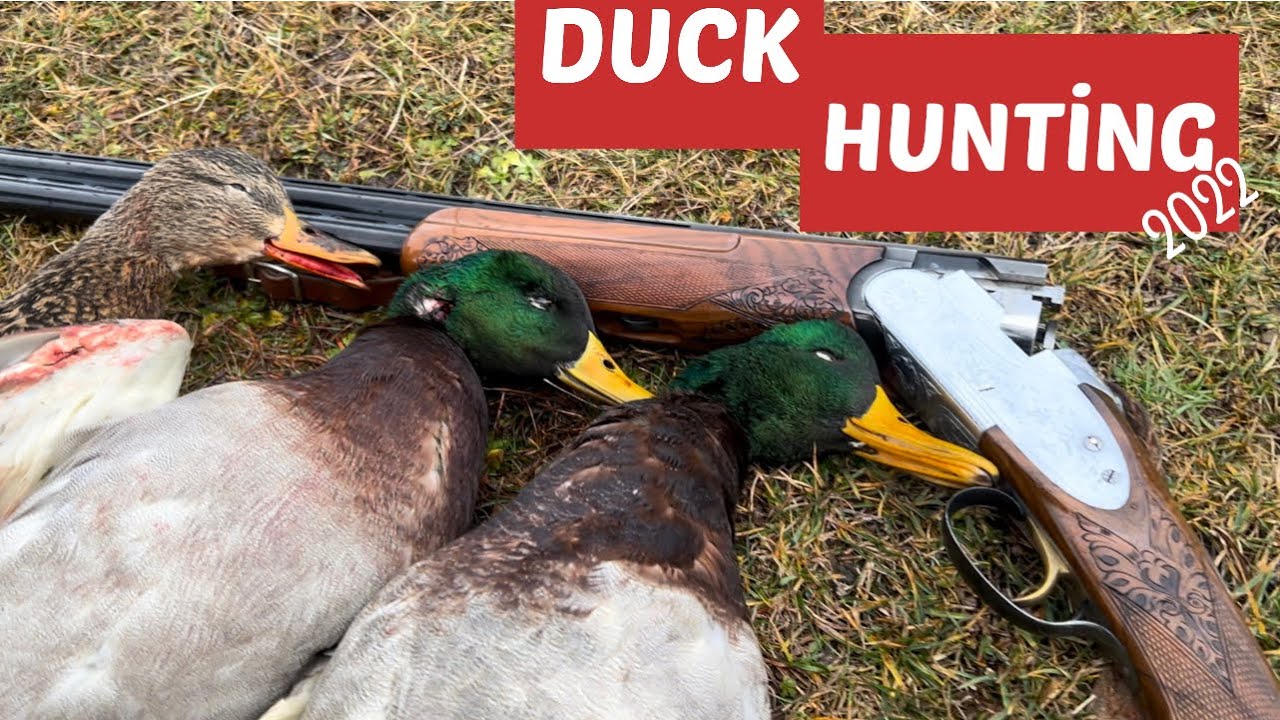 SAZ ARASINDA PARLAMA &Ouml;RDEK AVI 2022 //DUCK HUNTİNG\\Yeni t&uuml;feğimle ilk avım🎯💯🦆 #mallard
