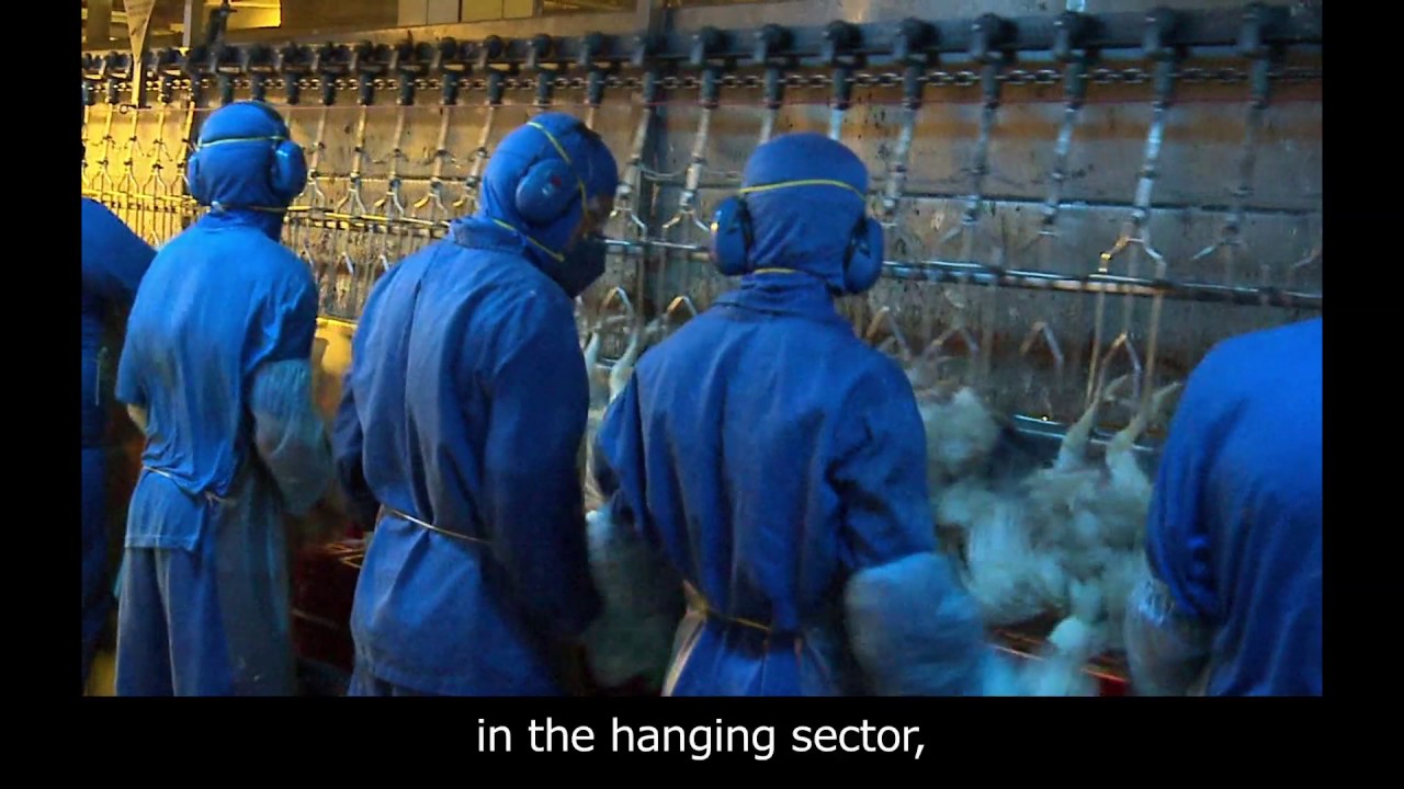 Série 100% Seguro - SESI - Frigorífico - Aves Recepção Descarga e Pendura - English subtitle