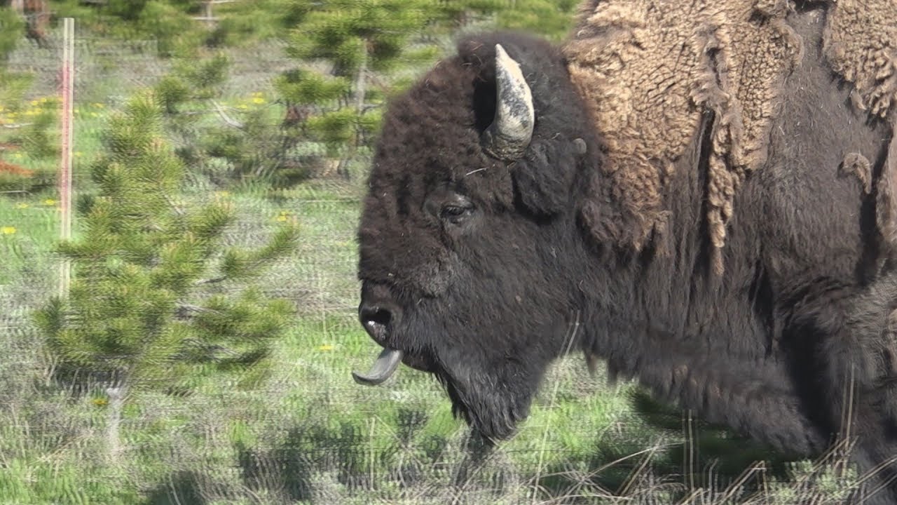 Yellowstone National Park