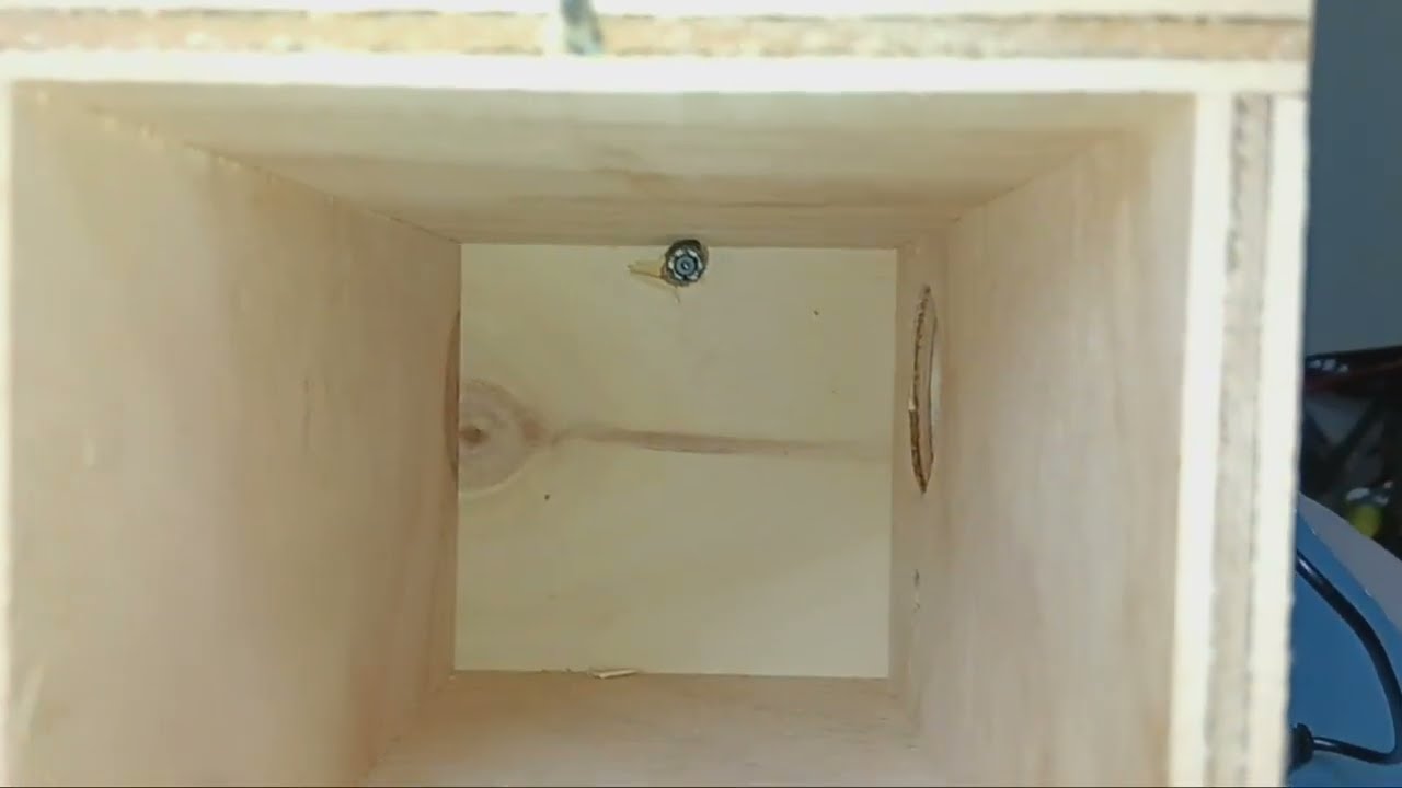 Mini telecamera per spiare i nidi dei diamanti di Gould