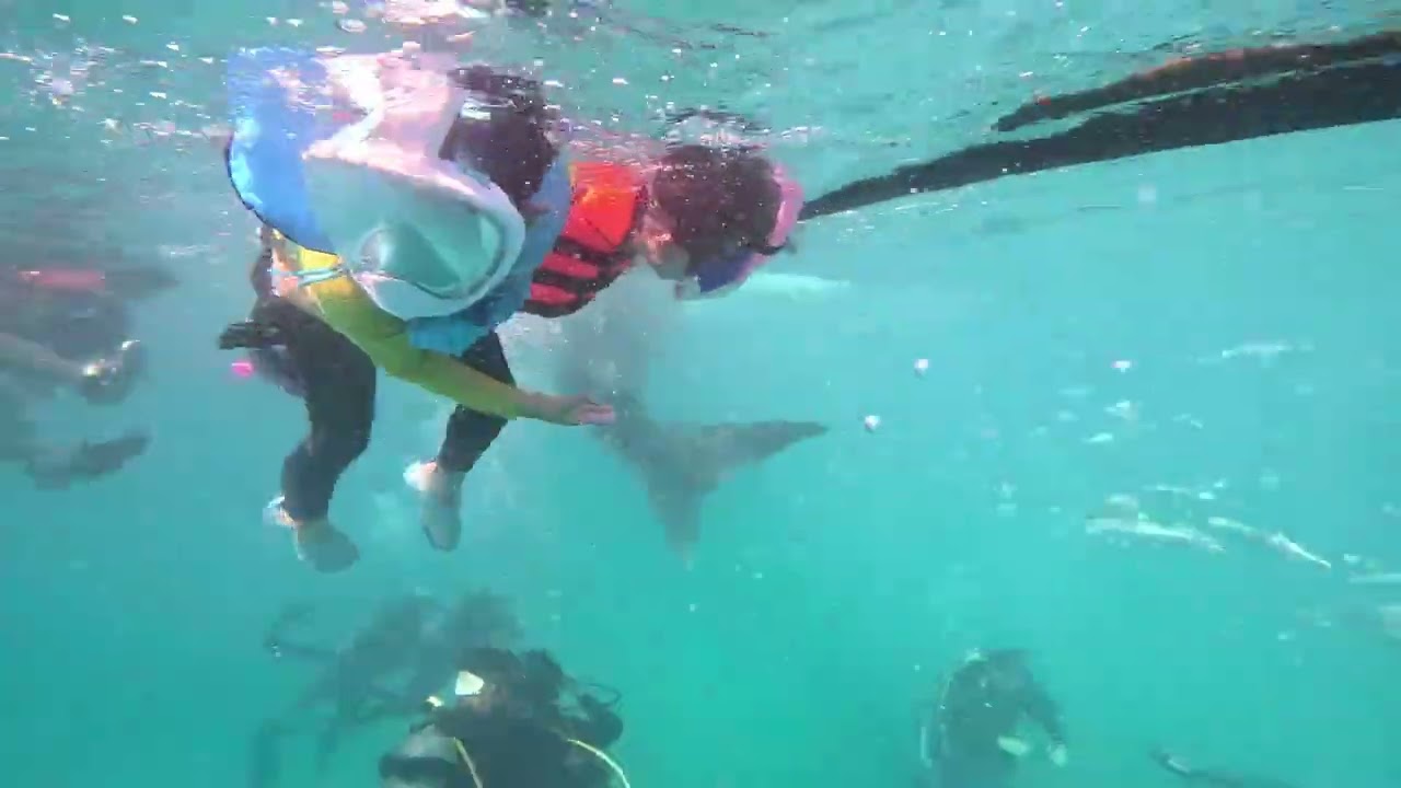 Oslob Whale Shark Tour with Young Children