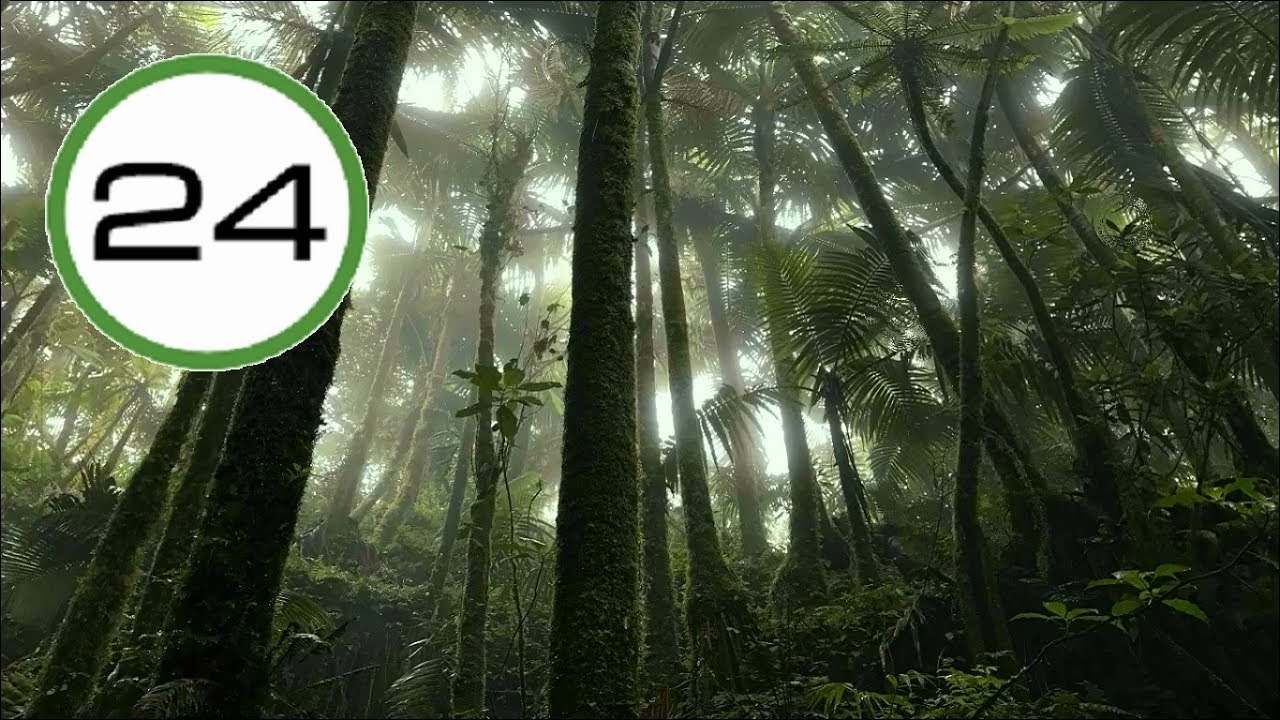 SONIDO de LLUVIA☔💧🌴 Suave y Fuerte Efecto RELAJANTE en la SELVA🌴🌍 para Dormir Meditar y Relajarse