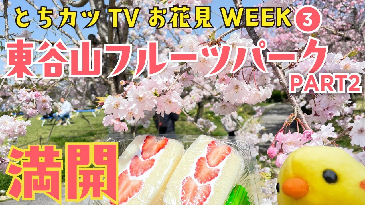 満開　シダレザクラまつり　東谷山フルーツパーク｜とちカツTV　桜WEEK