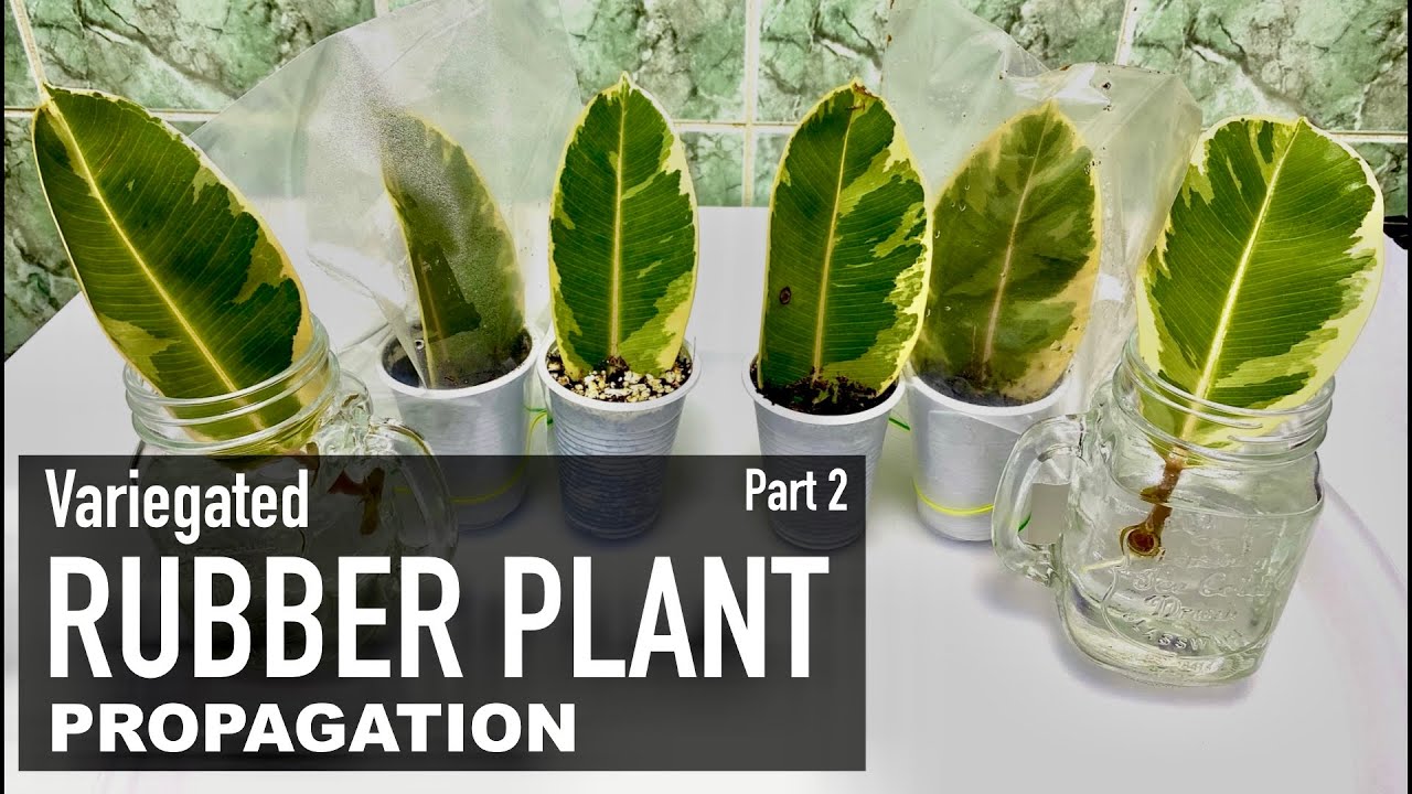 Rubber Plant Ficus Elastica Ficus Tineke: Care & Propagation | Indoor Plants | Part 2