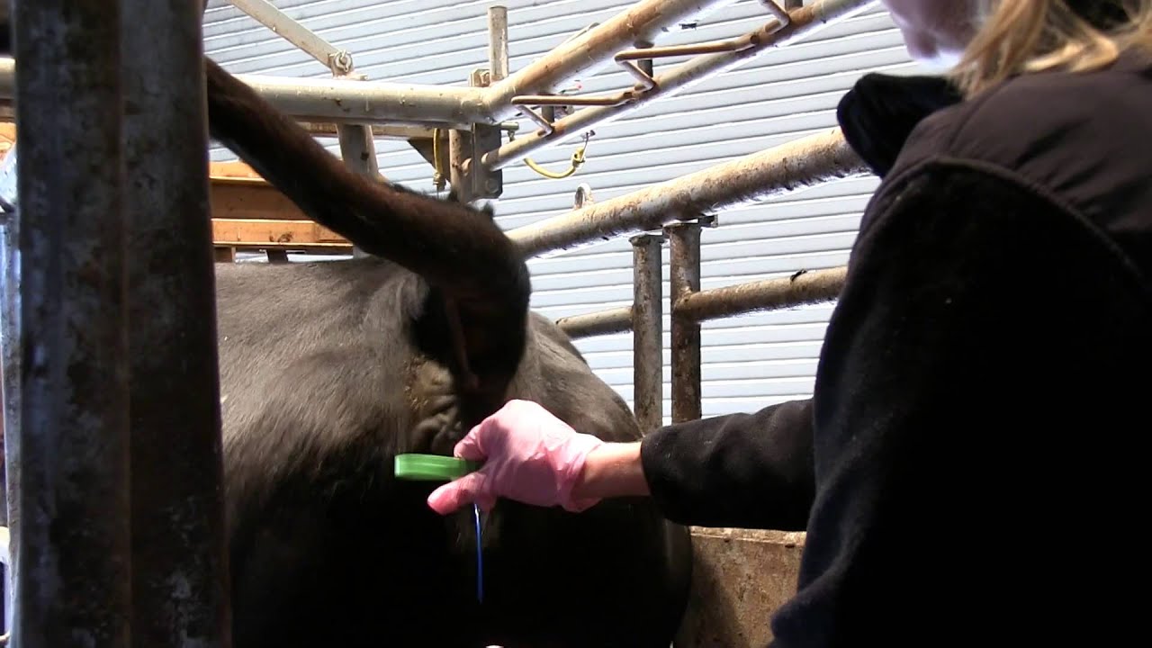Using CIDRs in Reproductive Management of Beef Cows Controlled Internal Drug Release