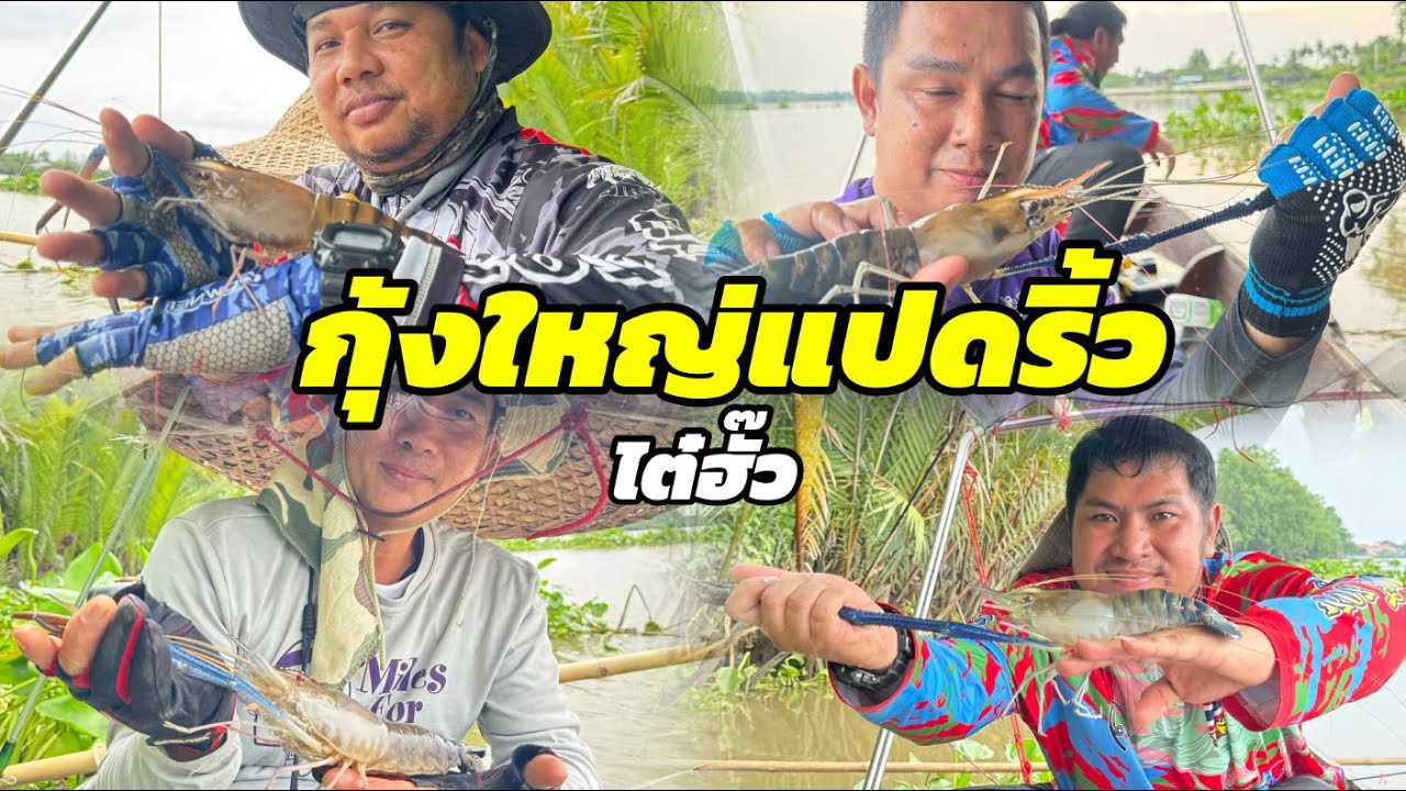 EP.393ตกกุ้งใหญ่เมืองแปดริ้วแม่น้ำบางปะกง ฉะเชิงเทรา#ตกกุ้งแม่น้ำ #ตกกุ้งบางปะกง #ตกกุ้ง 
