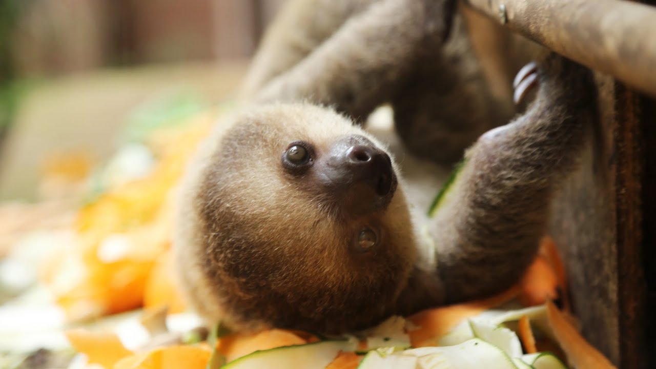 CUTE: Baby sloth at feeding time!