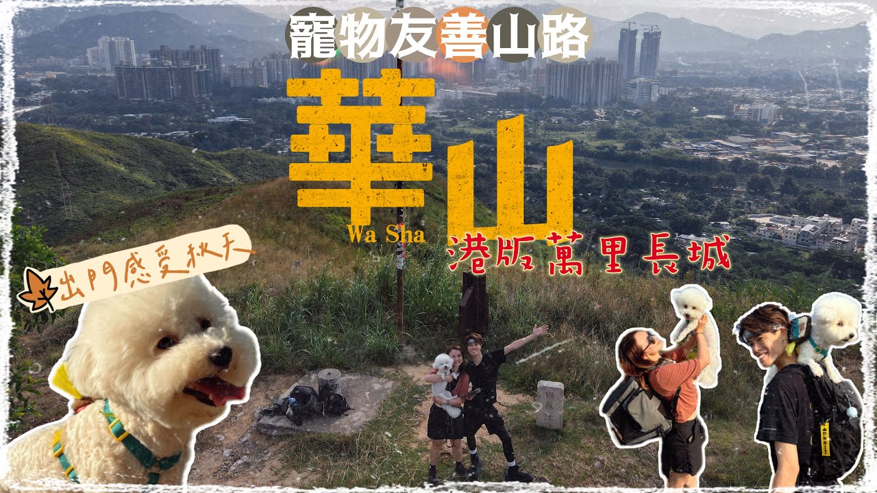 【寵物友善山路】上水華山｜港版萬里長城  全程石屎路  新手適合｜香港小長城 華山軍路｜寵物友善路線｜ Herman靴文