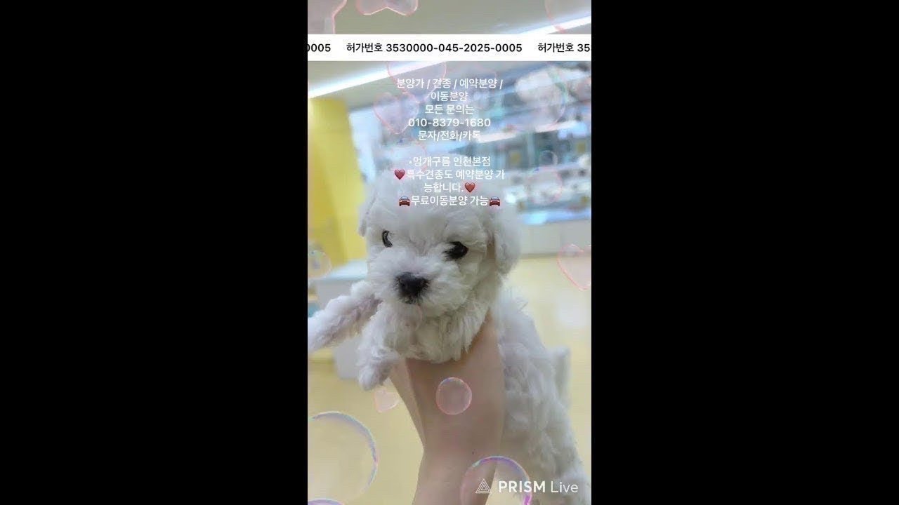 강아지분양 멍개구름인천본점 라이브 방송☁️#추천#강아지분양#인천강아지분양#dog#강아지입양