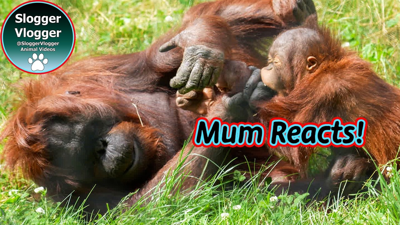 Jim Gets Pulled Away – Jazz to the Rescue!