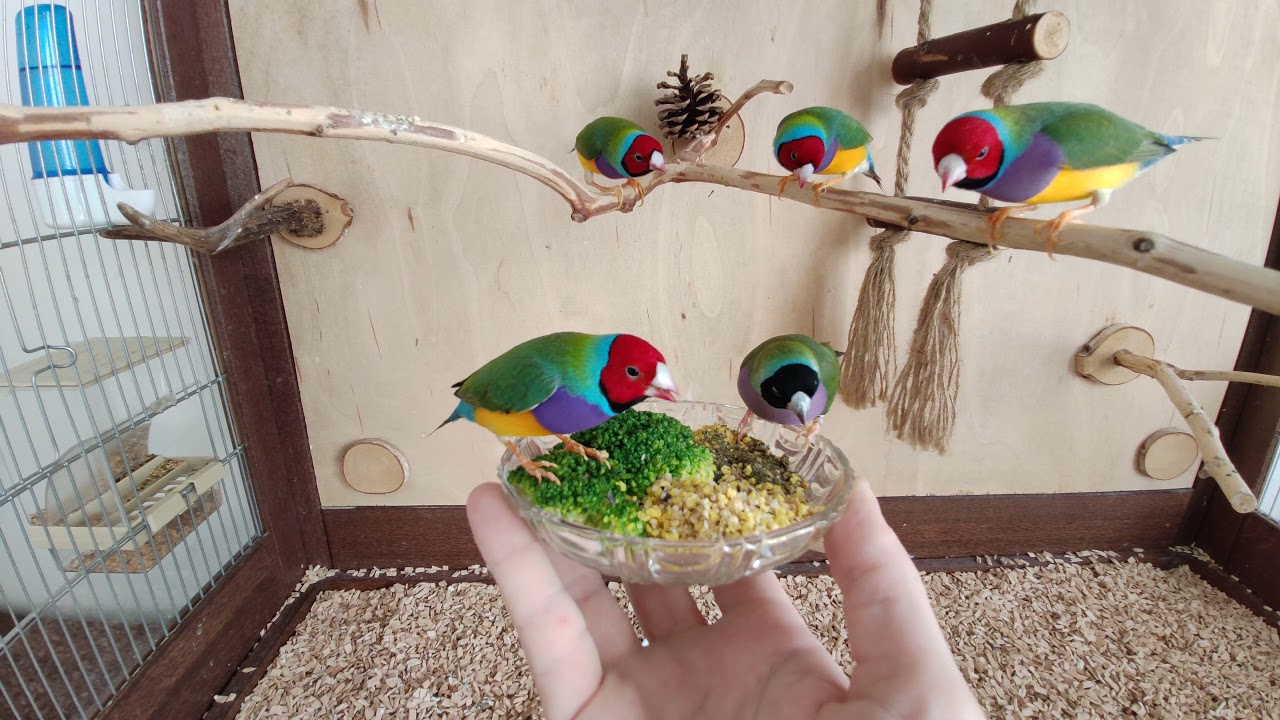 Amadyny wspaniałe, Gouldian Finches, Gouldamadine