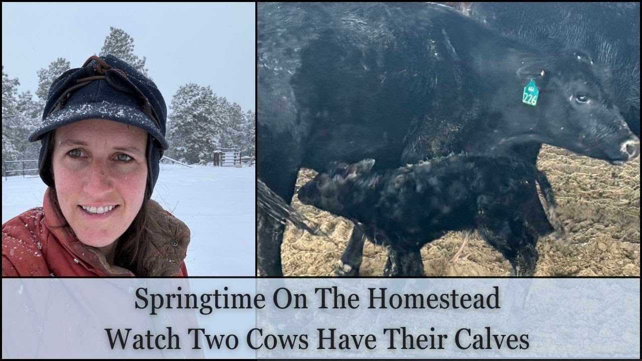 Springtime On The Homestead || Watch A Cow Having A Baby Calf