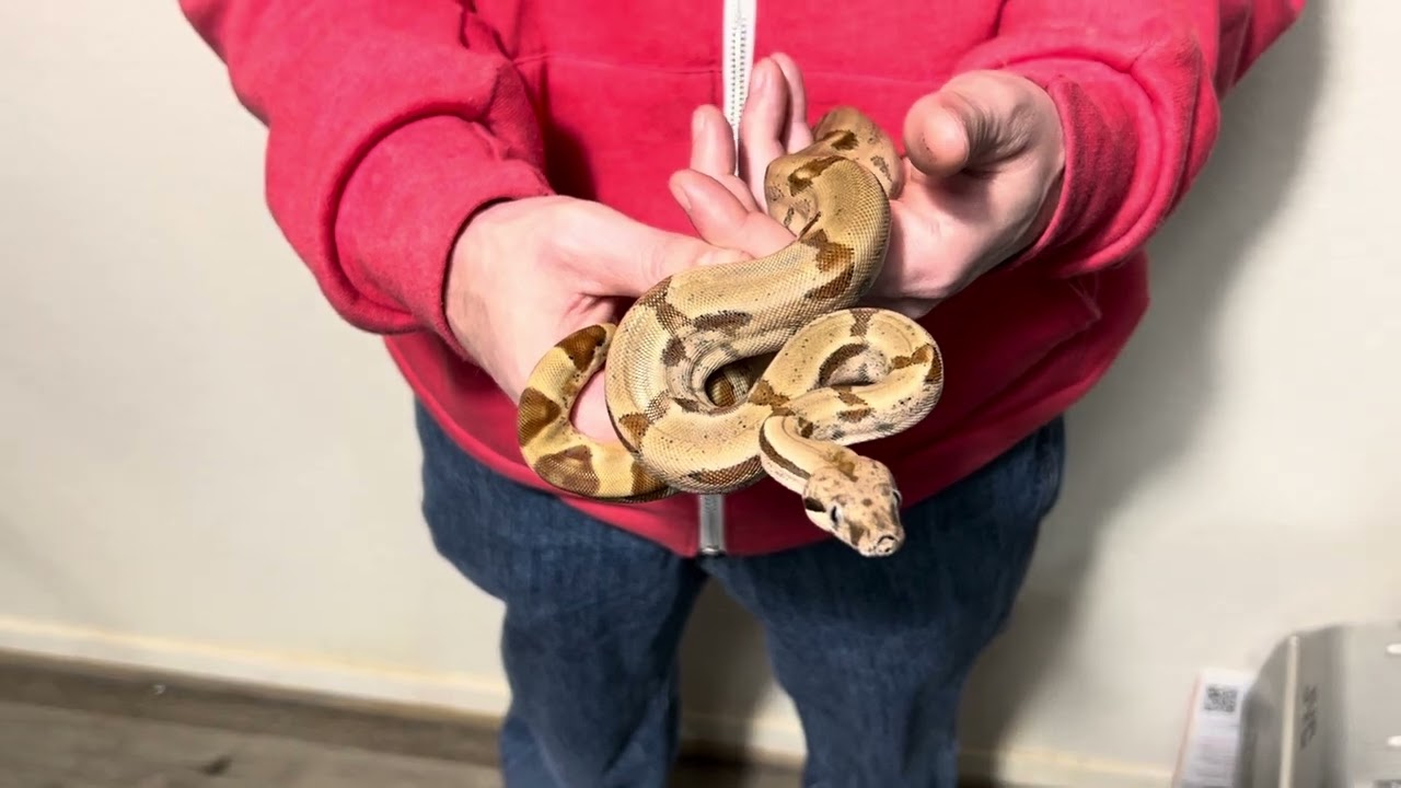 Almost 2 year old hypo jungle het albino boa 24-11M