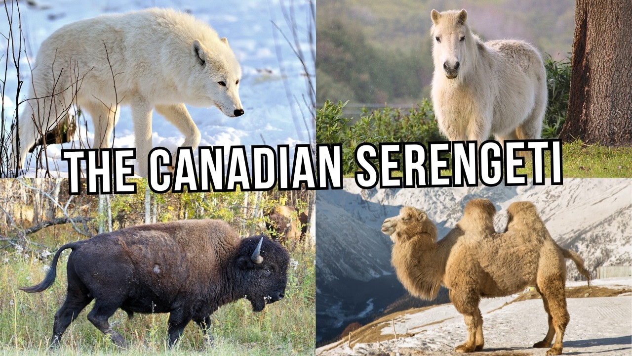 REWILDING CANADA: Restoring The Arctic Serengeti