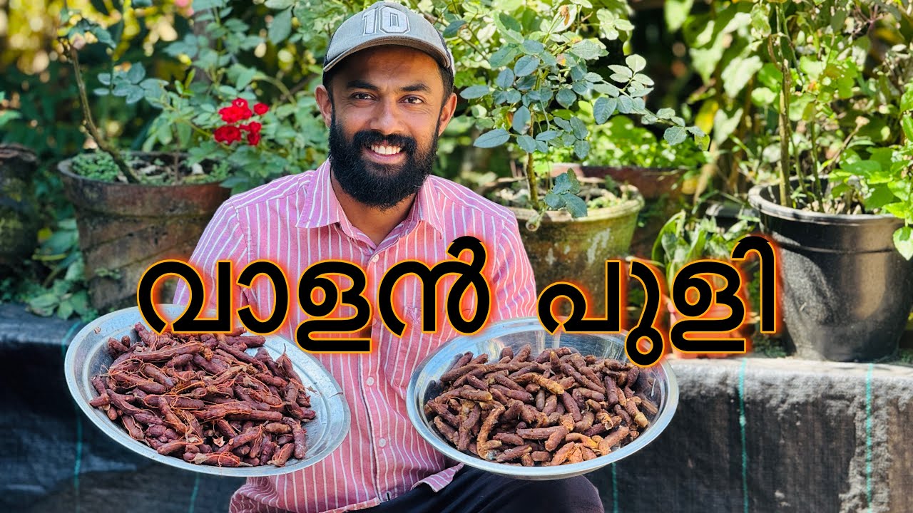 പുളി പഴുത്ത് വീഴാൻ തുടങ്ങി...🤤